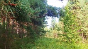 Продажа Лучших участков в Манском. С собственным лесом!