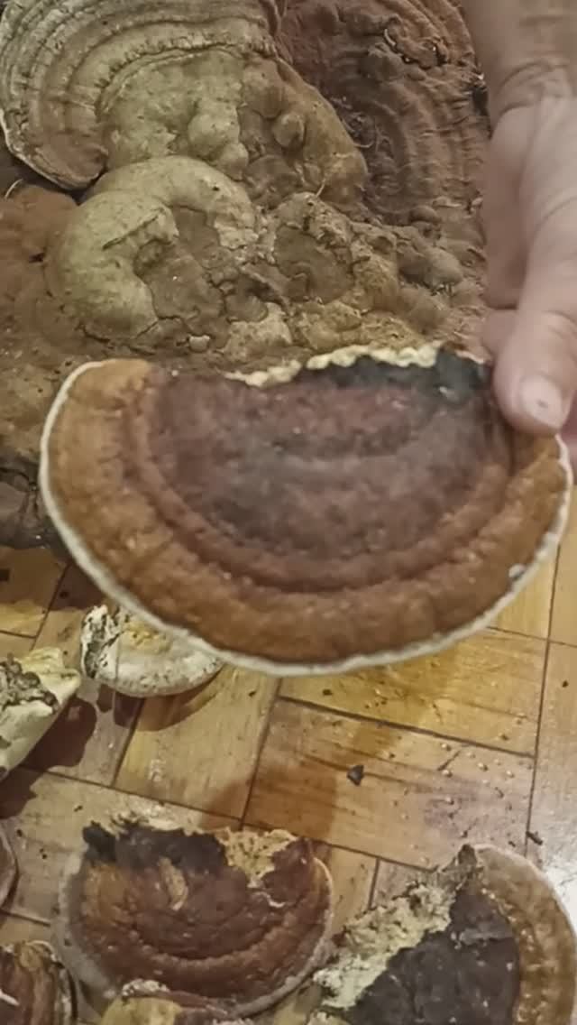 Грибы молодости: трутовики плоский и окаймлённый. смотреть онлайн