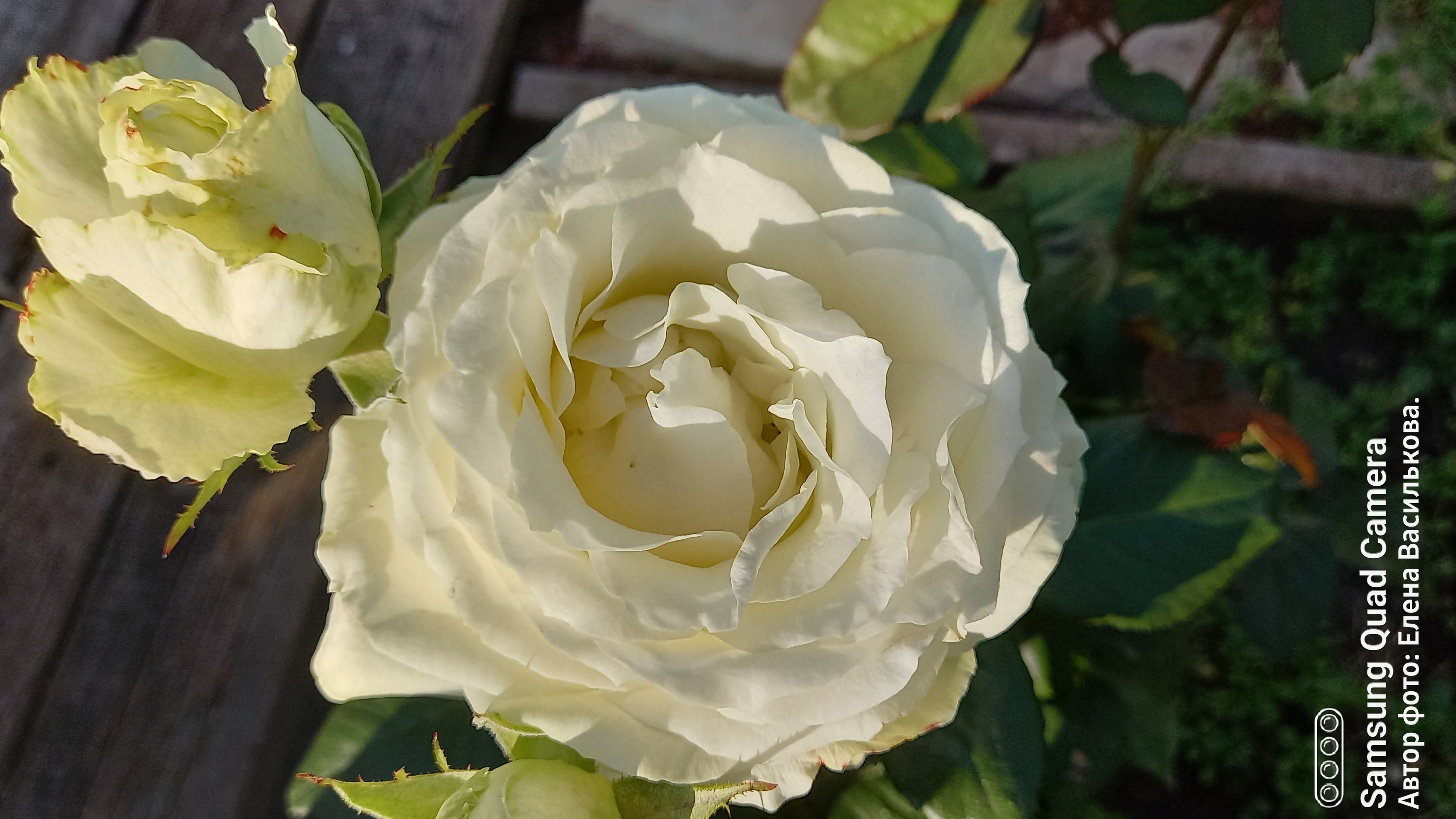 СП А лето цвета...3//Отчёт 6//Продвигаю вязальные процессы смотреть онлайн