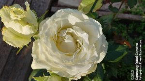 СП А лето цвета...3//Отчёт 6//Продвигаю вязальные процессы