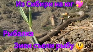 Переезд из Сибири на юг 💖/Купили дом на юге/ Экстрим рыбалка / Рыбу утащили/