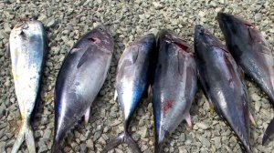 «День сахалинского тунца 2025»