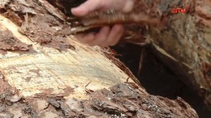 В Саранске стартовал фестиваль-конкурс «Поющее дерево»