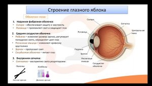 8.2 Зрительная сенсорная система