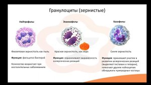 Видео-лекция №2.4 Лейкоциты