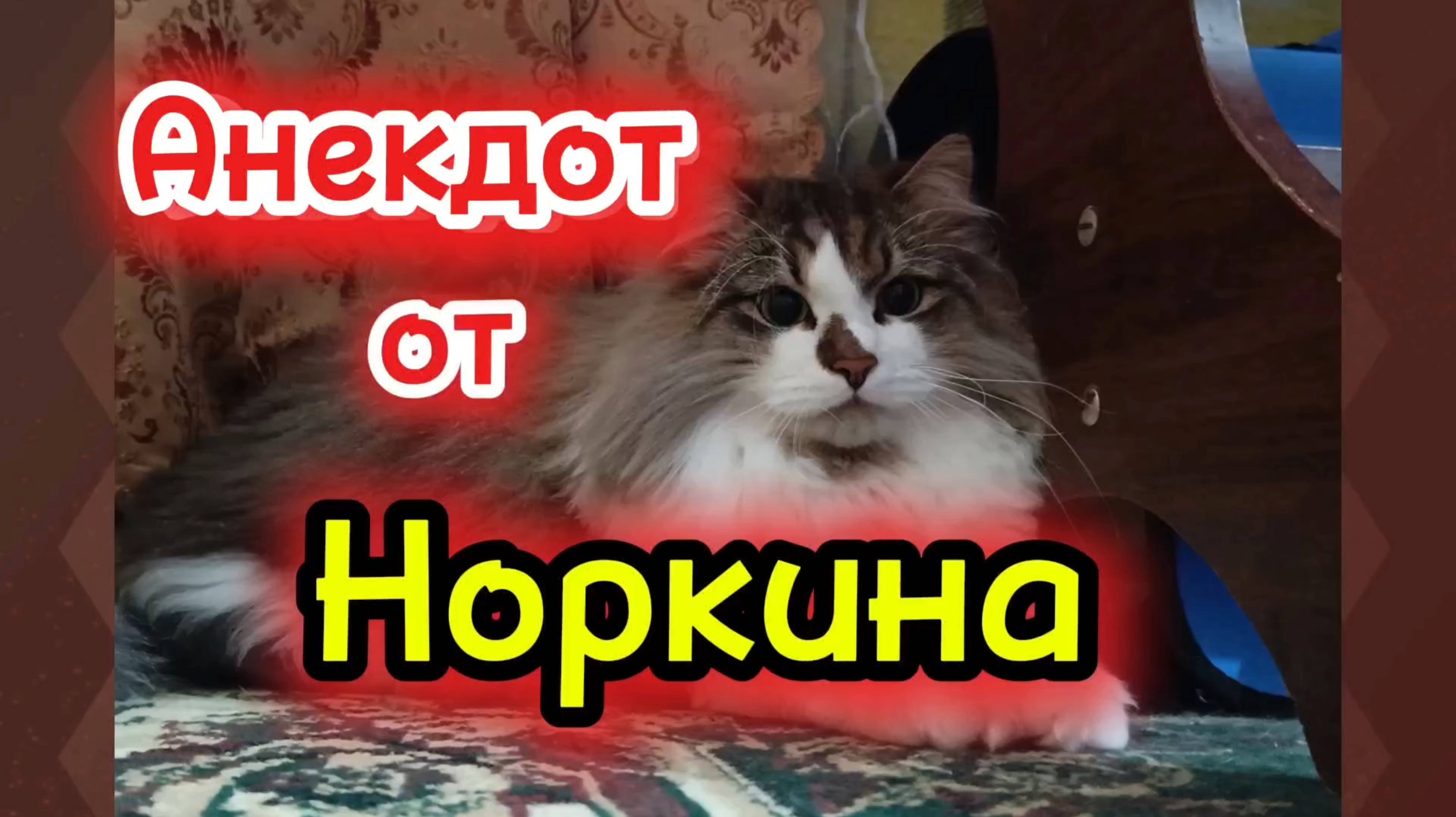 Анекдот от Норкина 🤣
