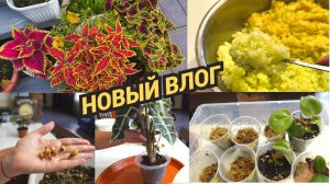 Садовые дела/Варенье из кабачков с лимоном/Сняла клубни у алоказии/Пересадка клонов из Таиланда