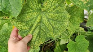 ОГУРЦЫ в АВГУСТЕ ПРУТ как БЕШЕНЫЕ и больше не болеют, листья не желтые, завязи не чернеют