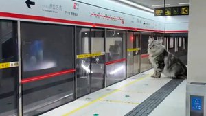 Мини-город с личным метрополитеном построил китайский инженер для своего кота