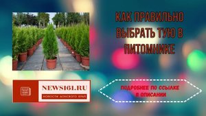 Как правильно выбрать тую в питомнике