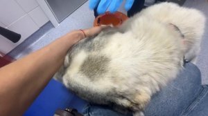 Возили Хельгу-Ольгу к врачу