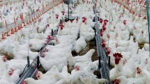 Экспорт мяса птицы из РФ за 7 месяцев года увеличился на 23% и достиг $530 млн