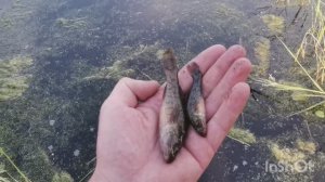 Попытка поймать ротанов. С разведкой на рыбалку.