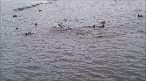 2024-02-24 БЕЛАРУСЬ: МИРА И НЕСВИЖ