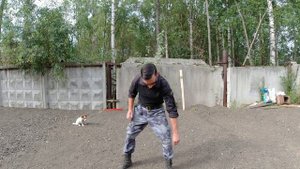 Собака вас не слышит, и не может сконцентрироваться на вашем общении и секунды? Смотрите видео.