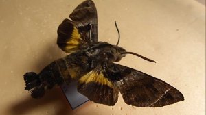 БРАЖНИКИ: 490. Macroglossum reithi