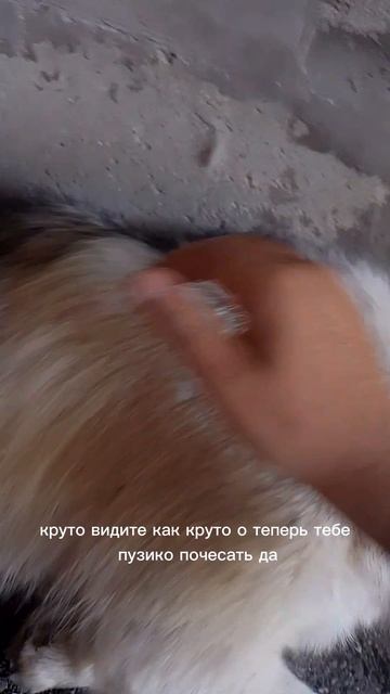 играл с собакой белкой но не совсем играю просто её глажу.mp4