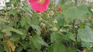 Шмели и мальва