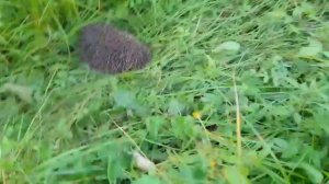 я увидел ёжика