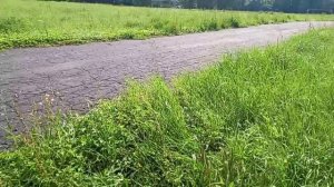 Трава,трава,кругом трава😱 и поболеть 🤧😷🤒нельзя.(ВИДЕО ИЮЛЬСКОЕ)