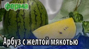Арбуз с желтой мякотью особенность внешних и вкусовых характеристик