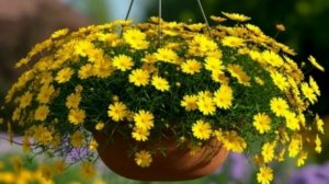 Тимофилла "Золотое руно" в августе.