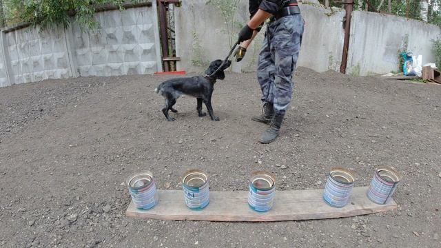 Ноузворк (Обучение). Русский охотничий спаниель. Возраст 6 месяцев.
