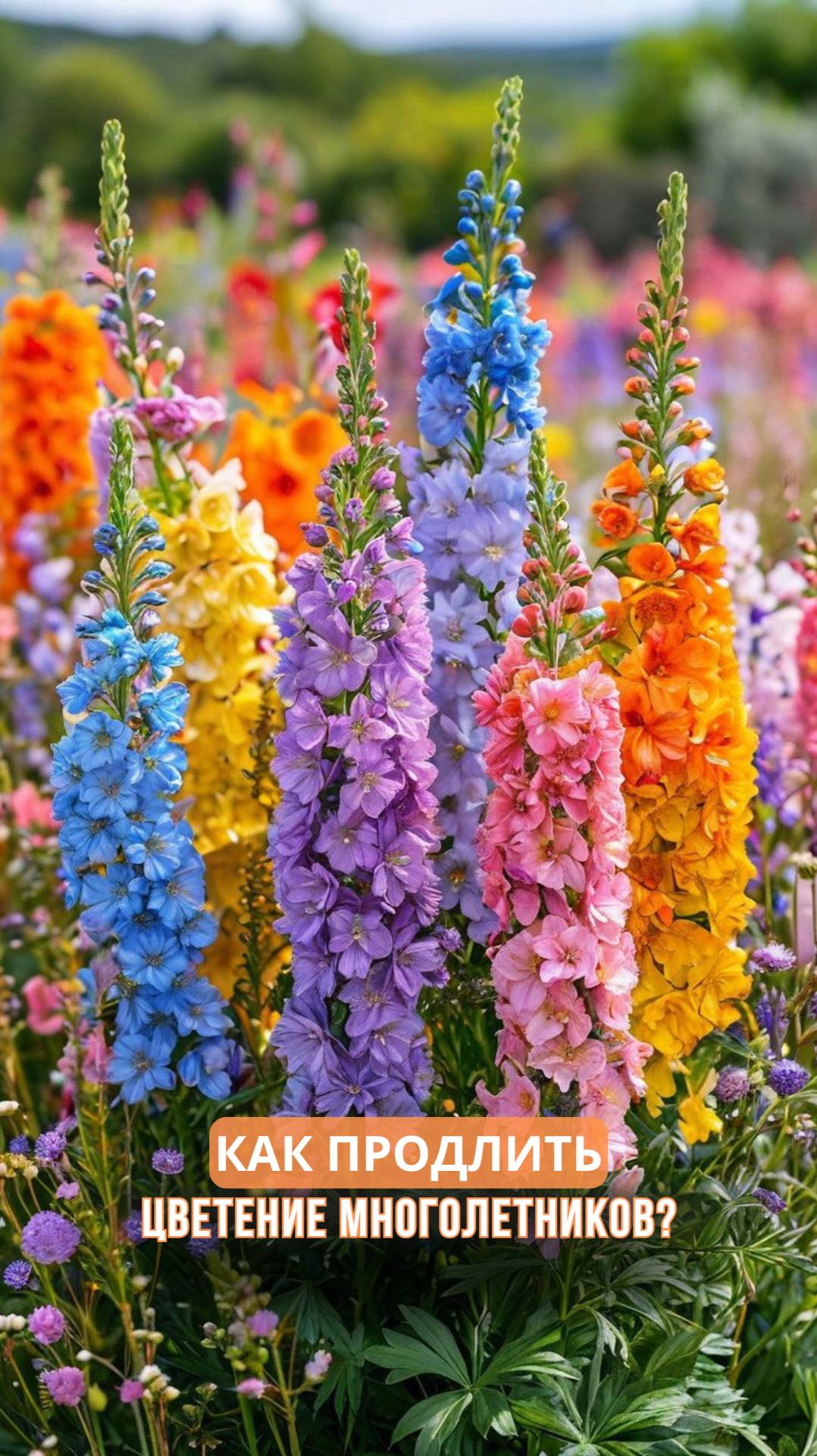 Как продлить цветение многолетников? смотреть онлайн