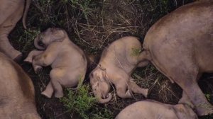 Тихий час 🐘🐘🐘