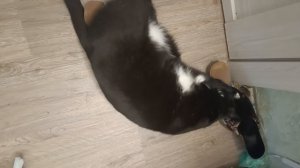 Кошка вернулась домой