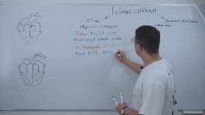 Аускультация сердца. Часть 2. Сердечные шумы