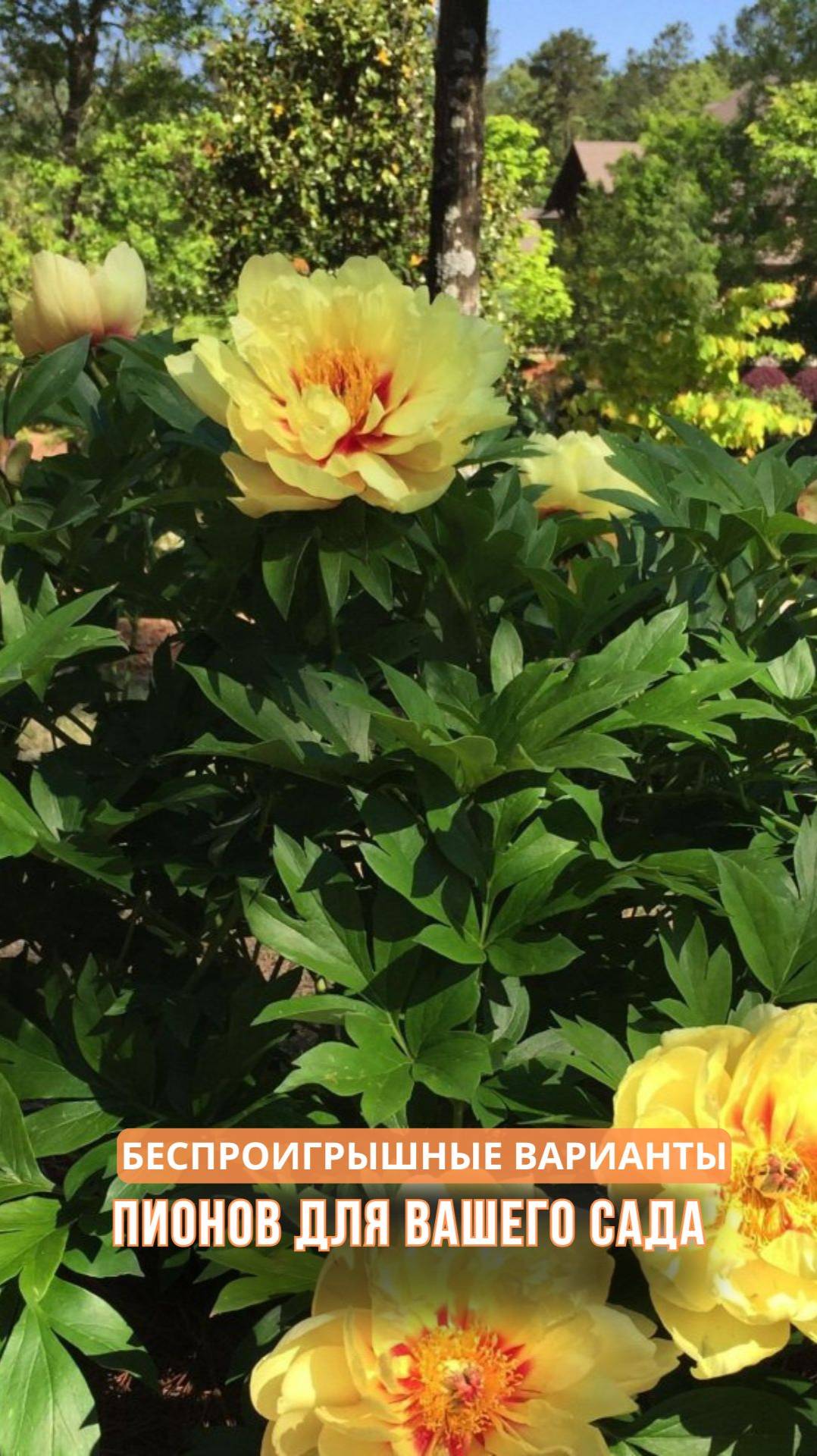 Беспроигрышные варианты пионов для вашего сада смотреть онлайн