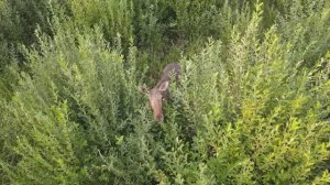 Любопытная лосиха и семья косуль.