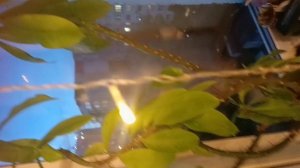 Мои новые цветочки 🌼