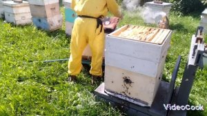 Забираю мёд с семьи на весах. 18.08.2025 г.