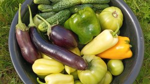 Дача и огород на середину августа 2025 г. Собираем урожай. 🍅🥒🍆🥔🫑🧄🥕🧅