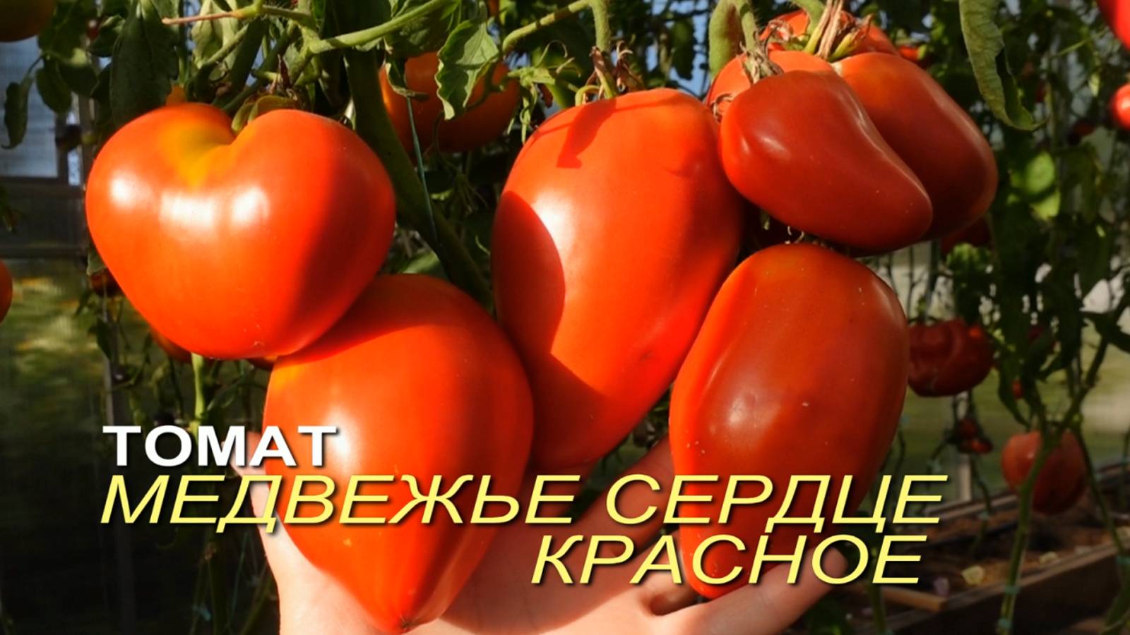 Томат МЕДВЕЖЬЕ СЕРДЦЕ КРАСНОЕ. Обзор сортов ТОМАТОВ!