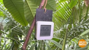 Влажность: чем выше, тем лучше? Доброе утро. Фрагмент выпуска от 18.08.2025