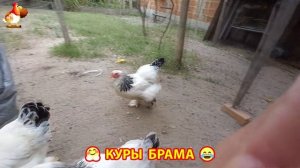 Куры Брама с лохматыми лапами прекрасные несушки (44)