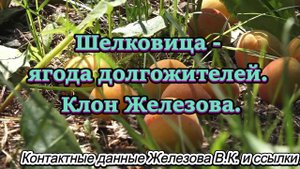 Шелковица - ягода долгожителей. Клон Железова.