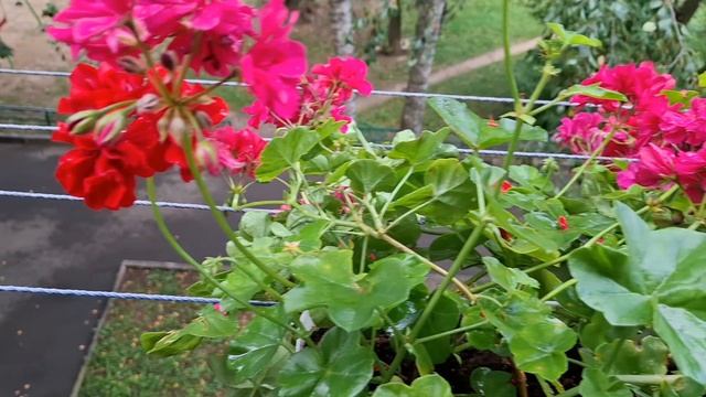 Мои балконные цветы🌹 смотреть онлайн