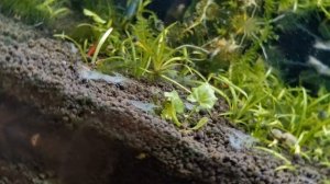 Как уничтожить водоросли в аквариуме