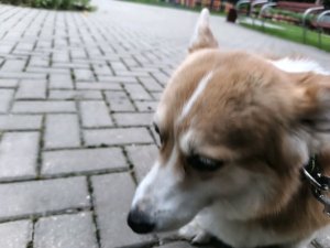 Кисина трансляции после нейротрансляции