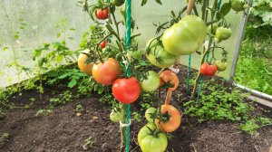 Санрайз F1,Бобкат F1,ПолбигF1. Томаты родом из Голландии. Обзор, дегустация.