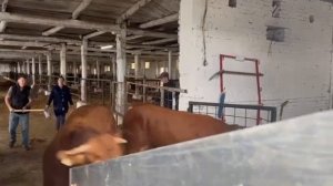 Продажа племенных быков породы лимузин в Узбекистан
