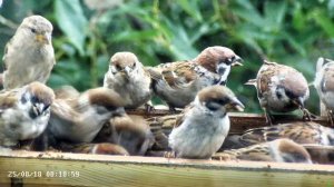 Утро в кормушке с воробьями