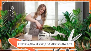 Пересадка и уход Замиокулькаса в домашних условиях