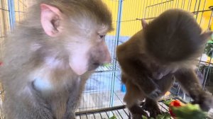 Я жду чтобы Анфиса сама стала ко мне бежать, так хочется ее потискать)))