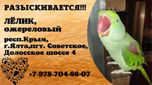 Пропал попугай! ЛЕЛИК. Ожереловый. респ. Крым,  г. Ялта, пгт. Советское