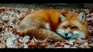 Осень рыжая лисица